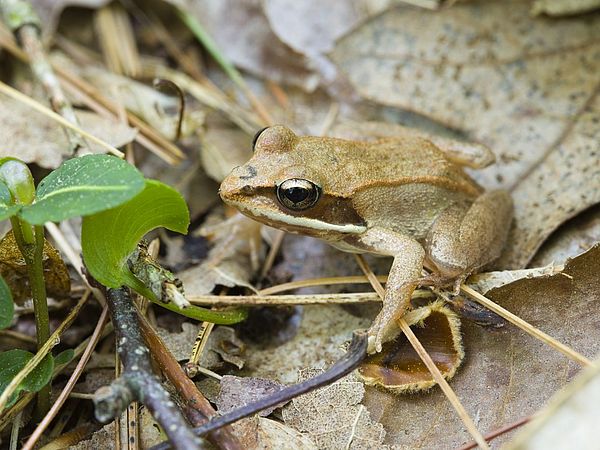 Wood Frog