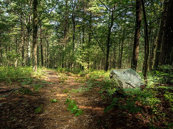 Lynnfield Woodlot