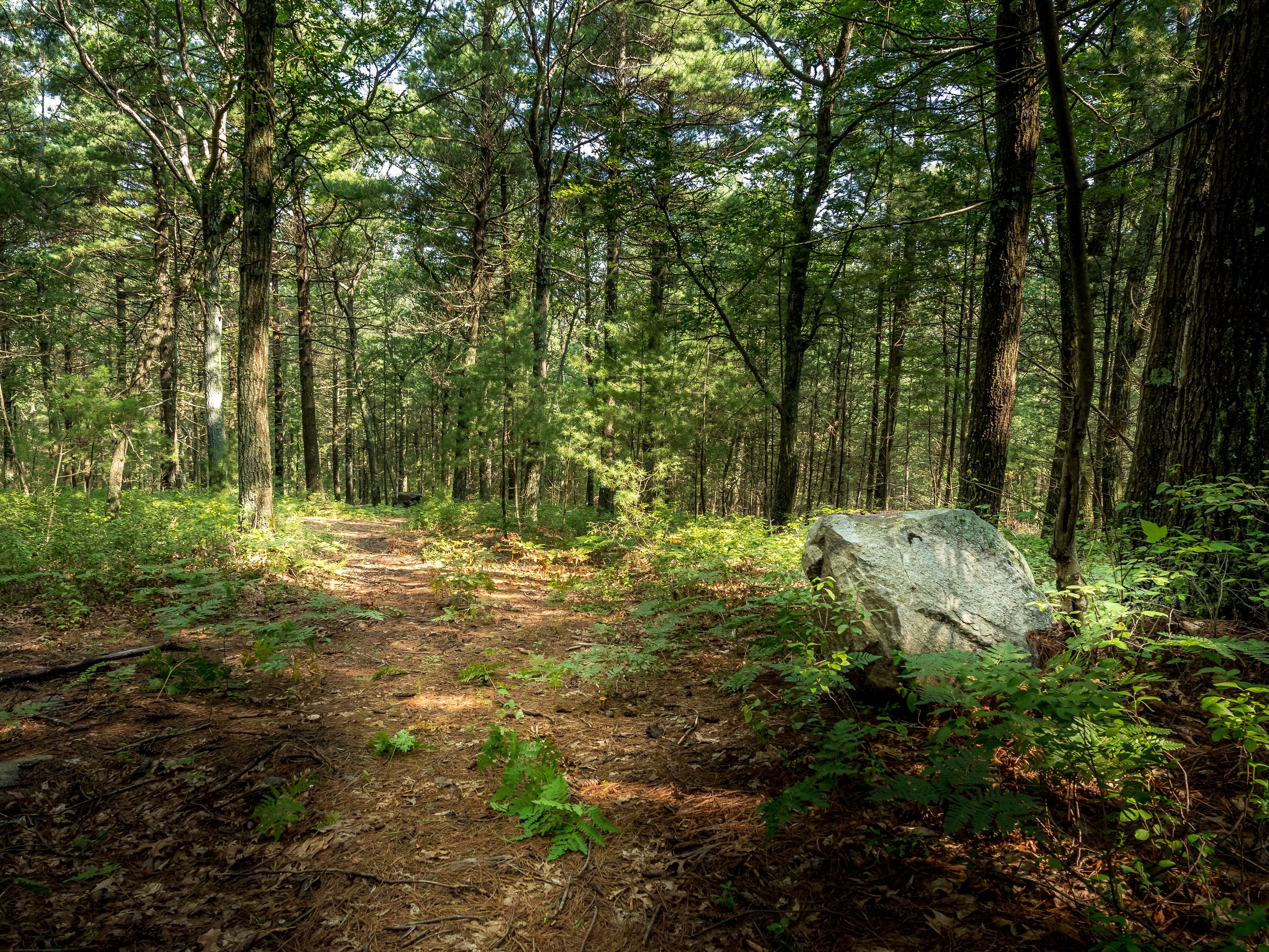 Lynnfield Woodlot