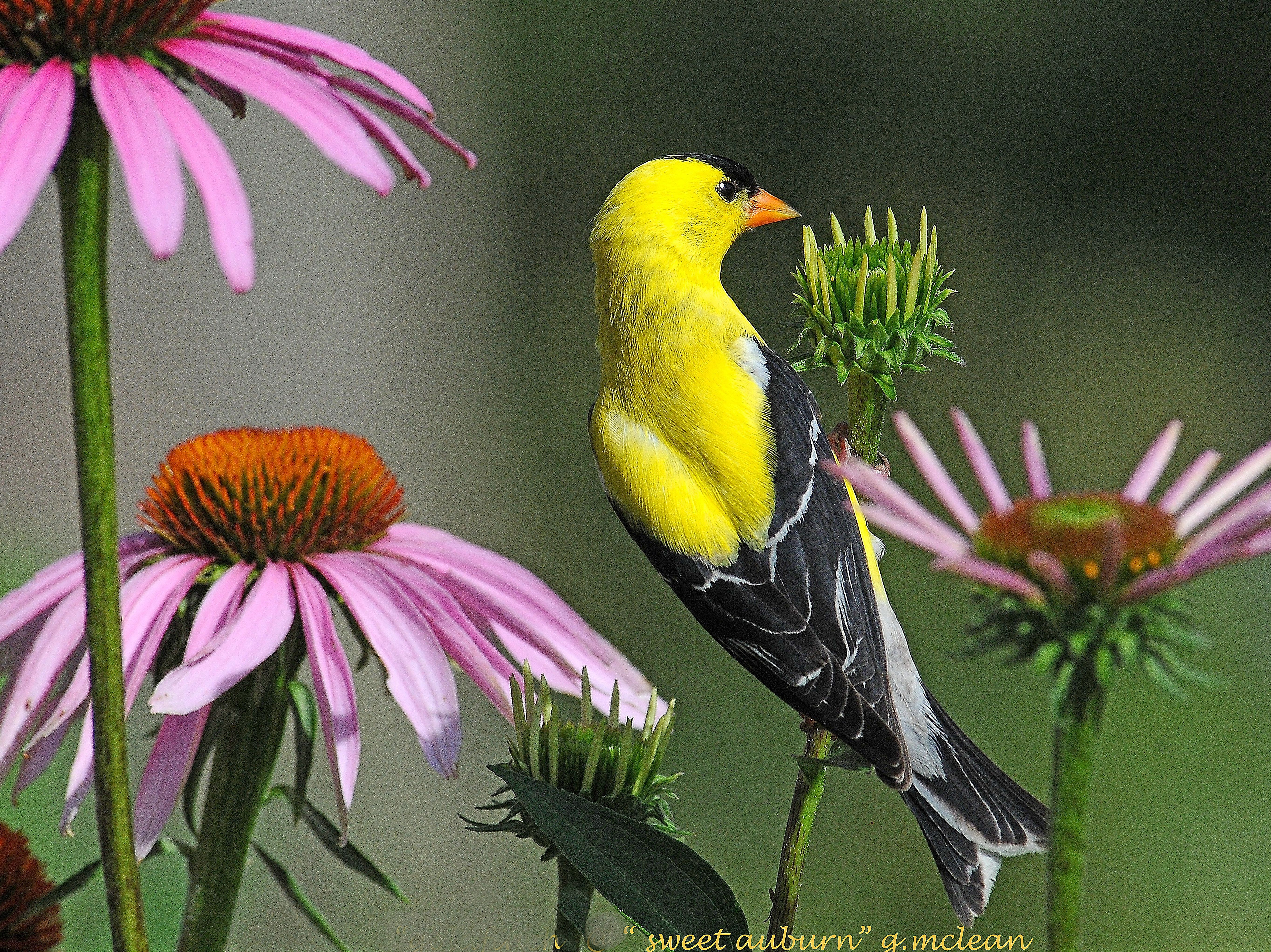 Yellow bird with black tail feathers sitting upon a purple flower