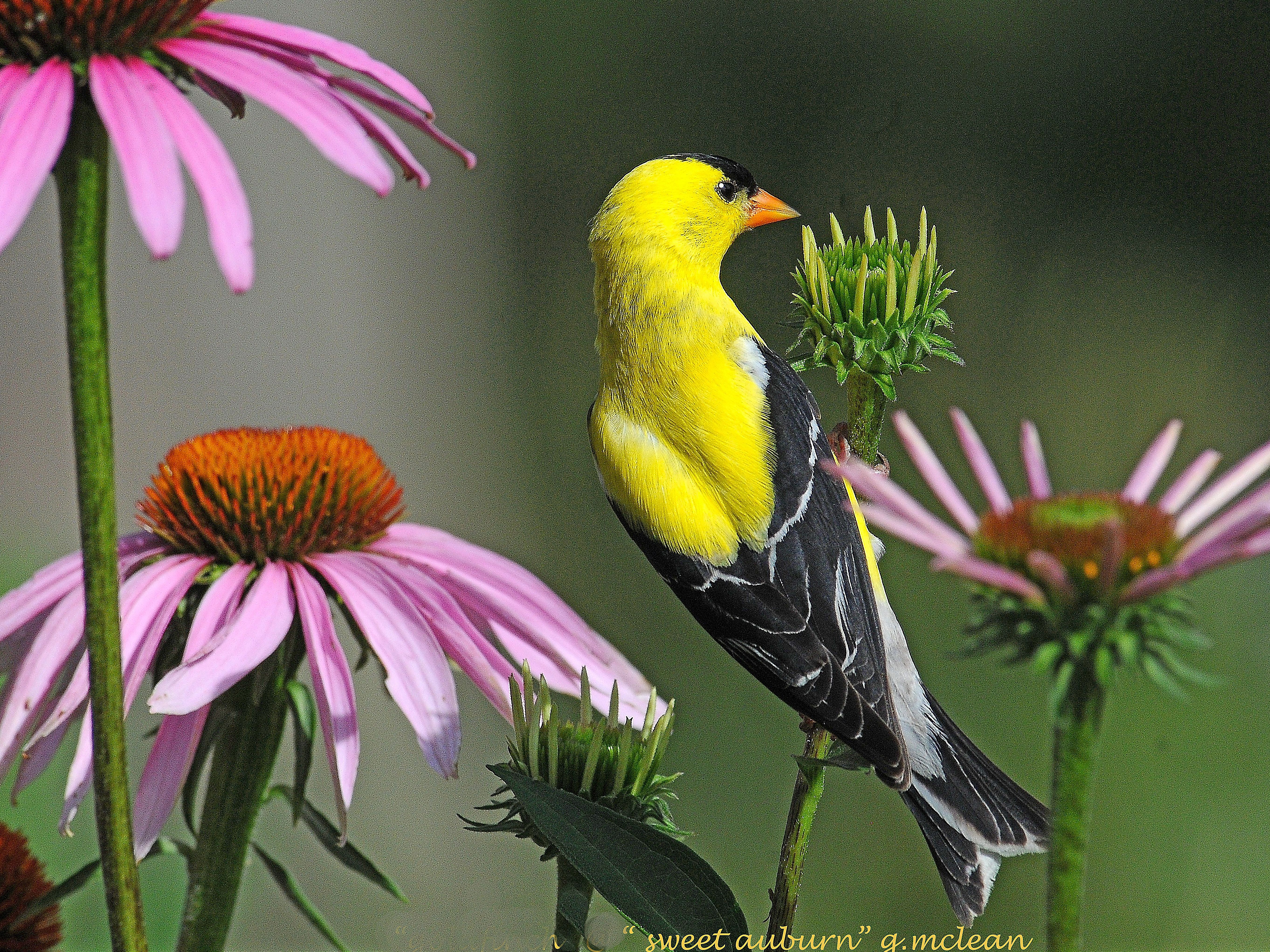 Yellow bird with black tail feathers sitting upon a purple flower