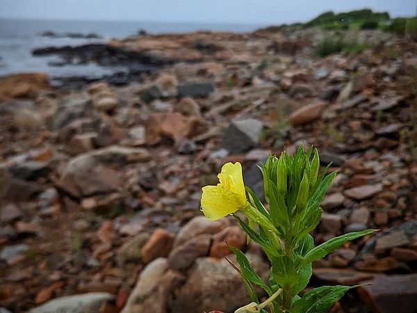 Back Shore Flower