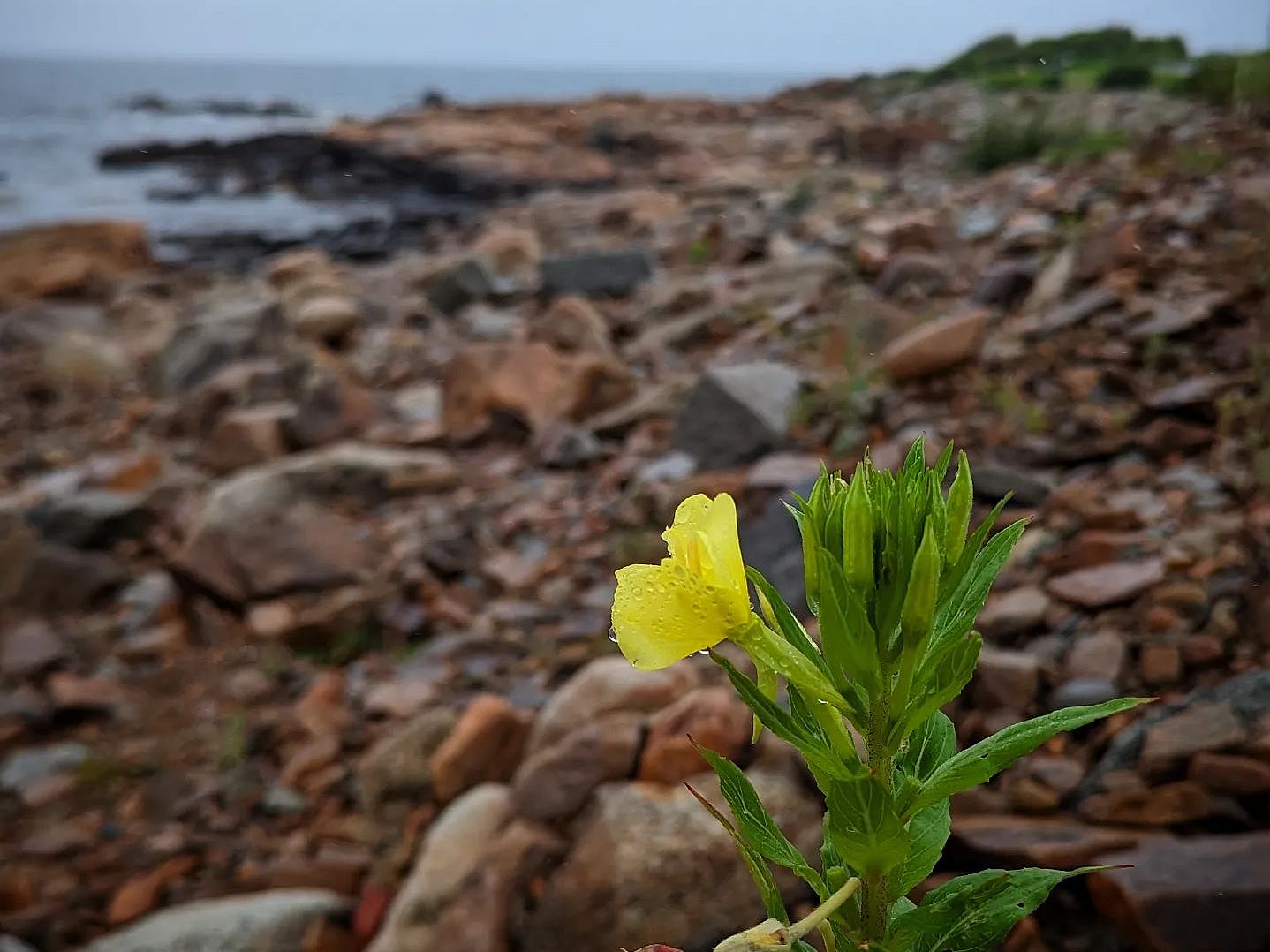 Back Shore Flower