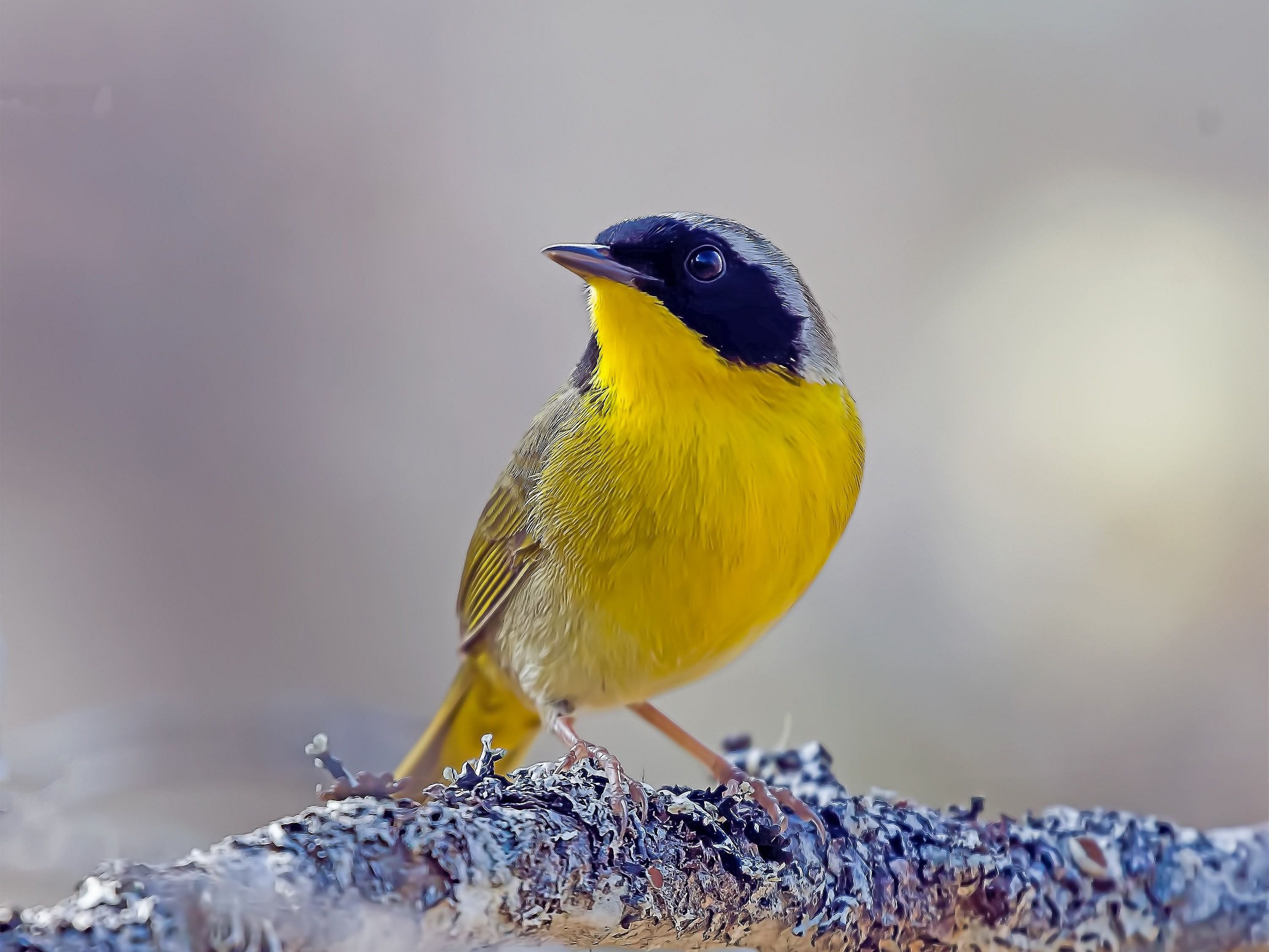 Common Yellow-throat