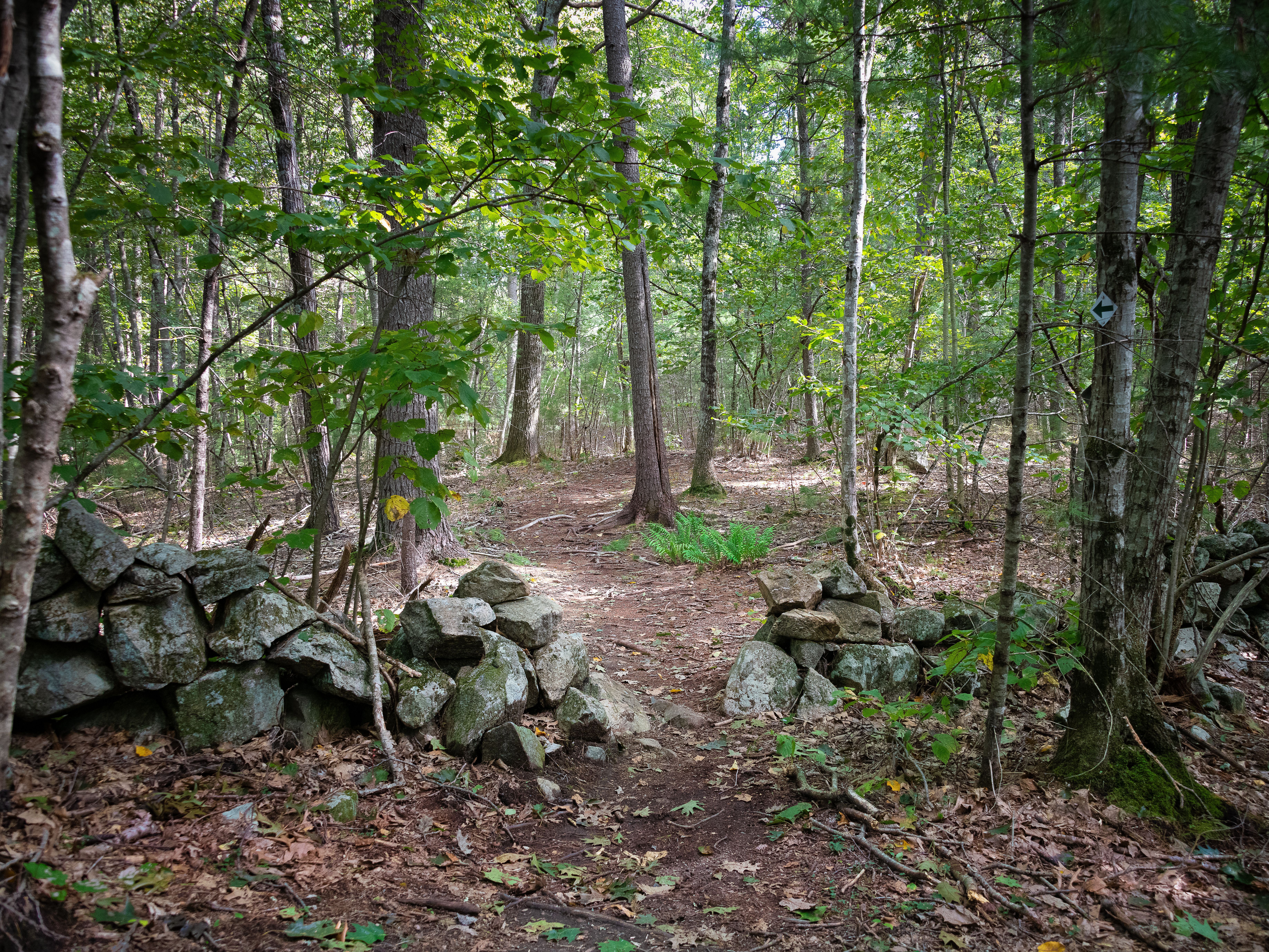 Elmlea Woods