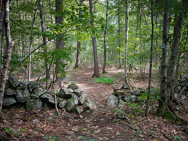 Elmlea Woods