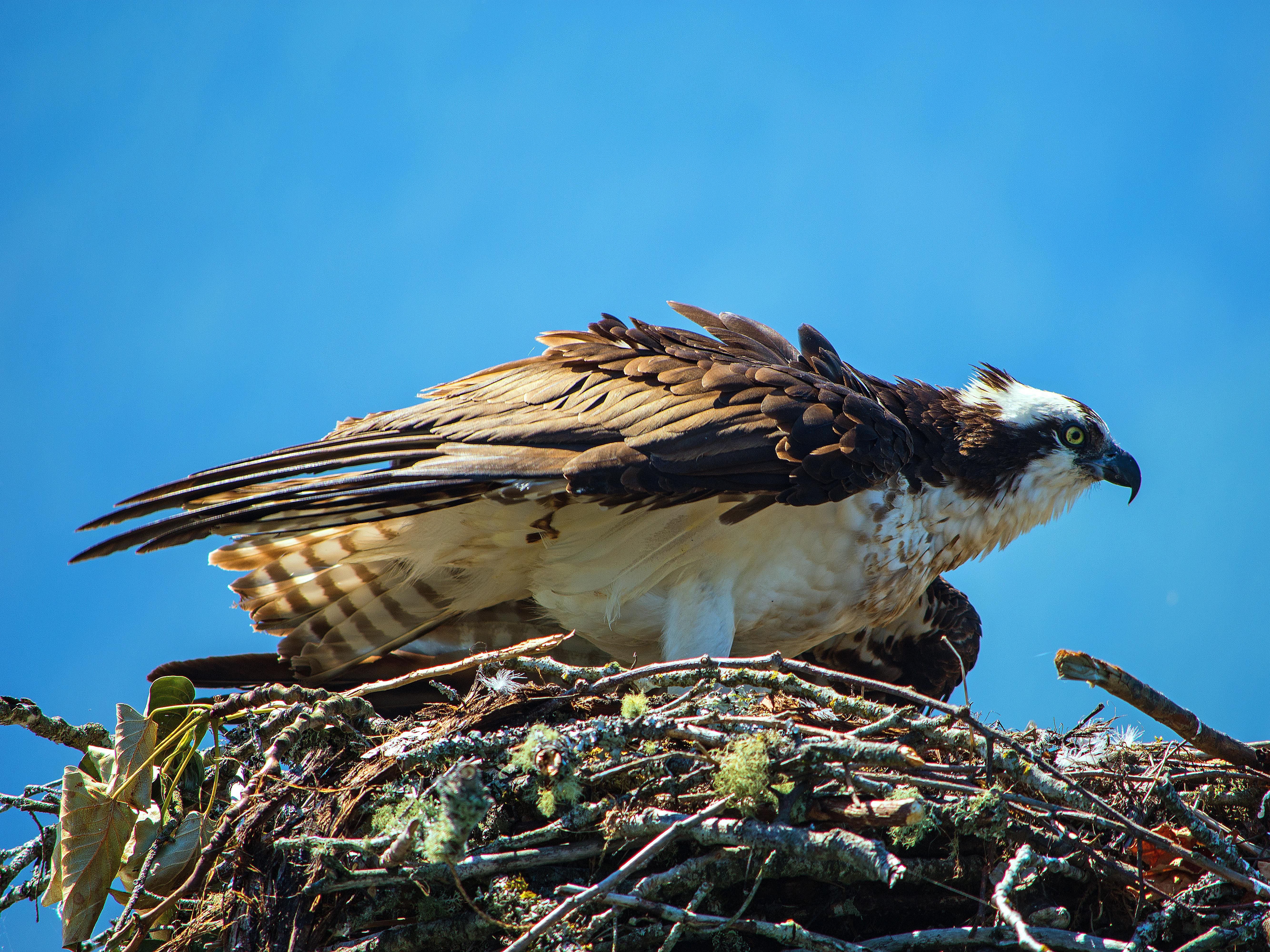 Osprey