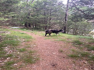 Stoney Cove Dog on Leash