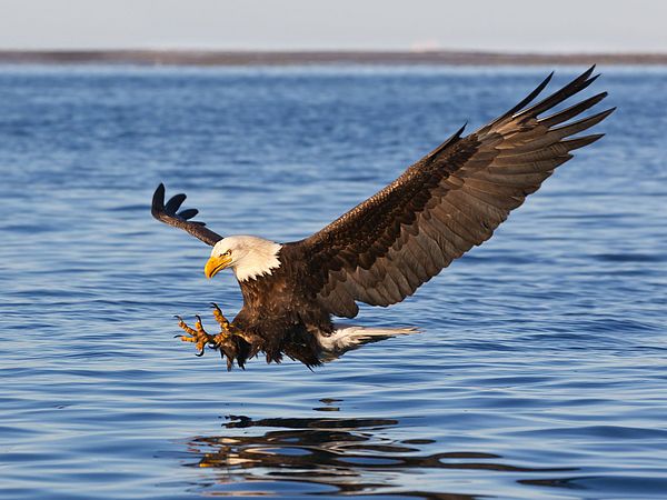 A bald eagle, swoops claws-first toward the ocean’s surface.