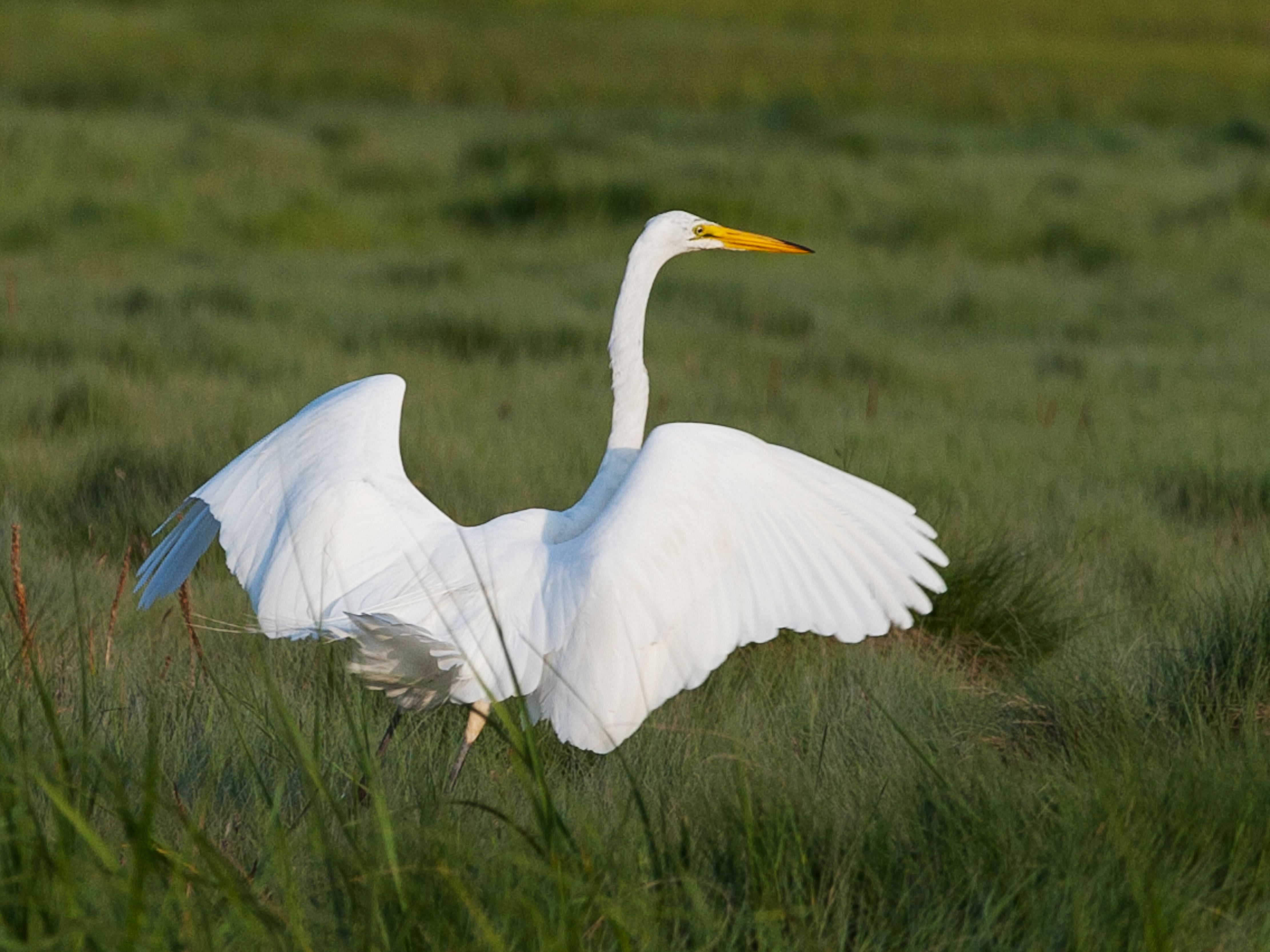 Egret