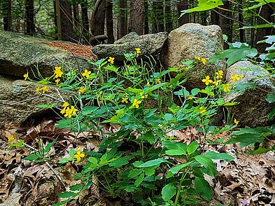Carter Reservation