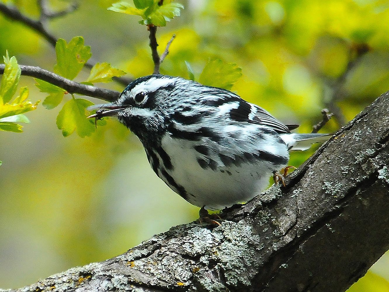Birding Stroll at DeNormandie