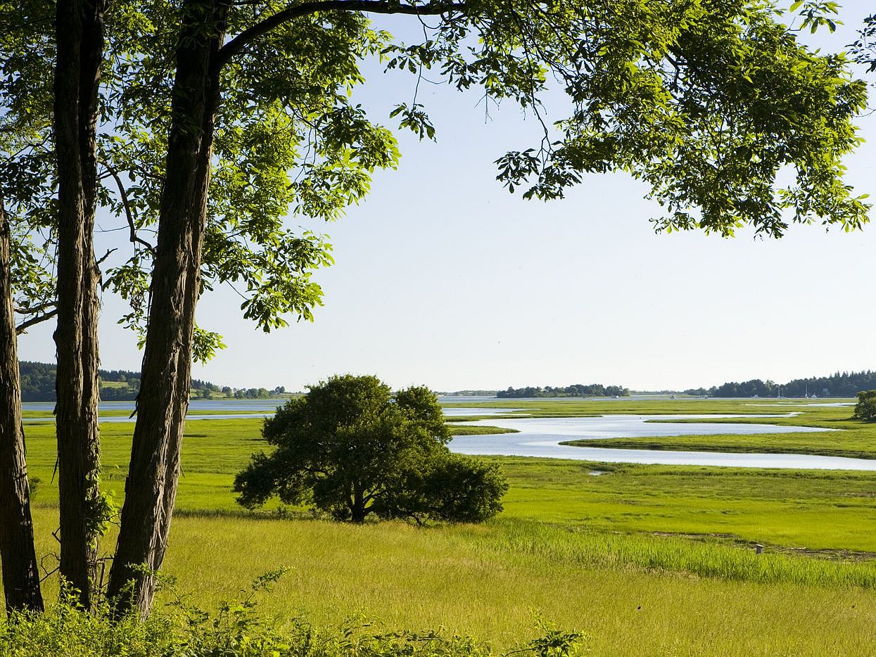 Hickory Tree and Salt Marsh