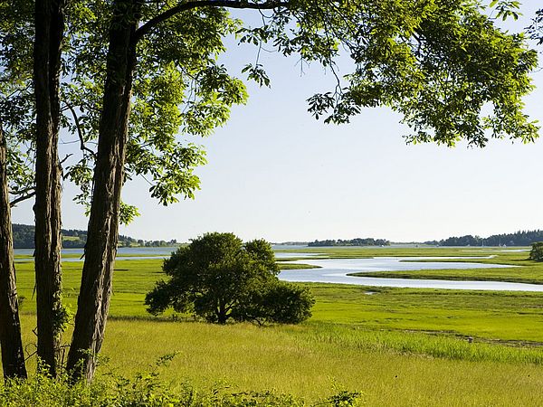 Hickory Tree and Salt Marsh
