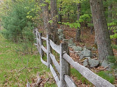 Willowdale Meadow