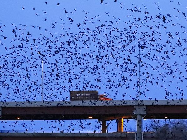Thousands of birds flock across the evening sky, with a truck on a bridge in the background to show the scale of the flock.