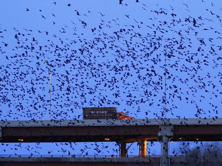 Crow Rott'n More Than a Murder: The Winter Crow Roost - Greenbelt