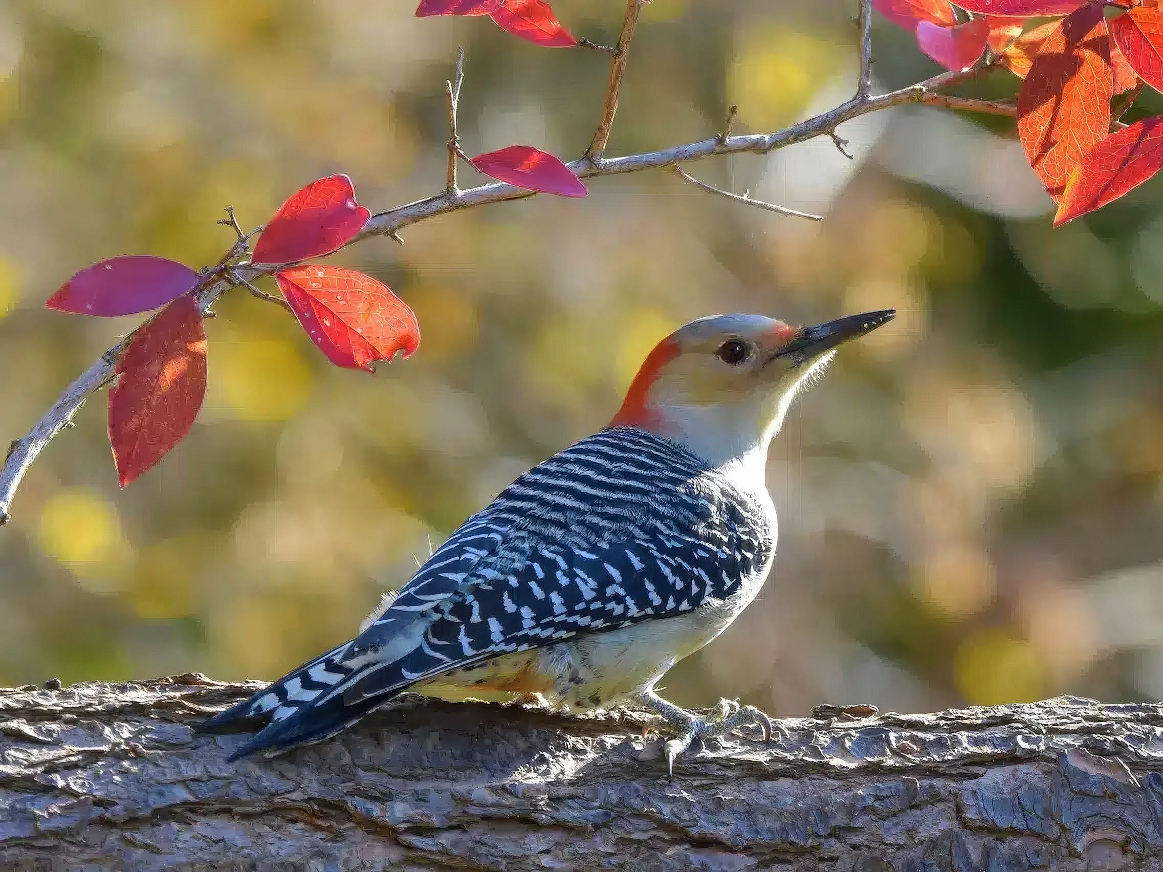Red-Bellied Woodpecker