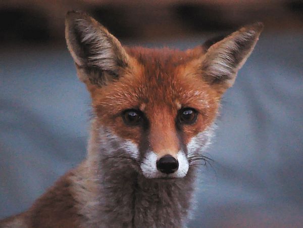 A red fox, with its ears perked, peers at the camera.