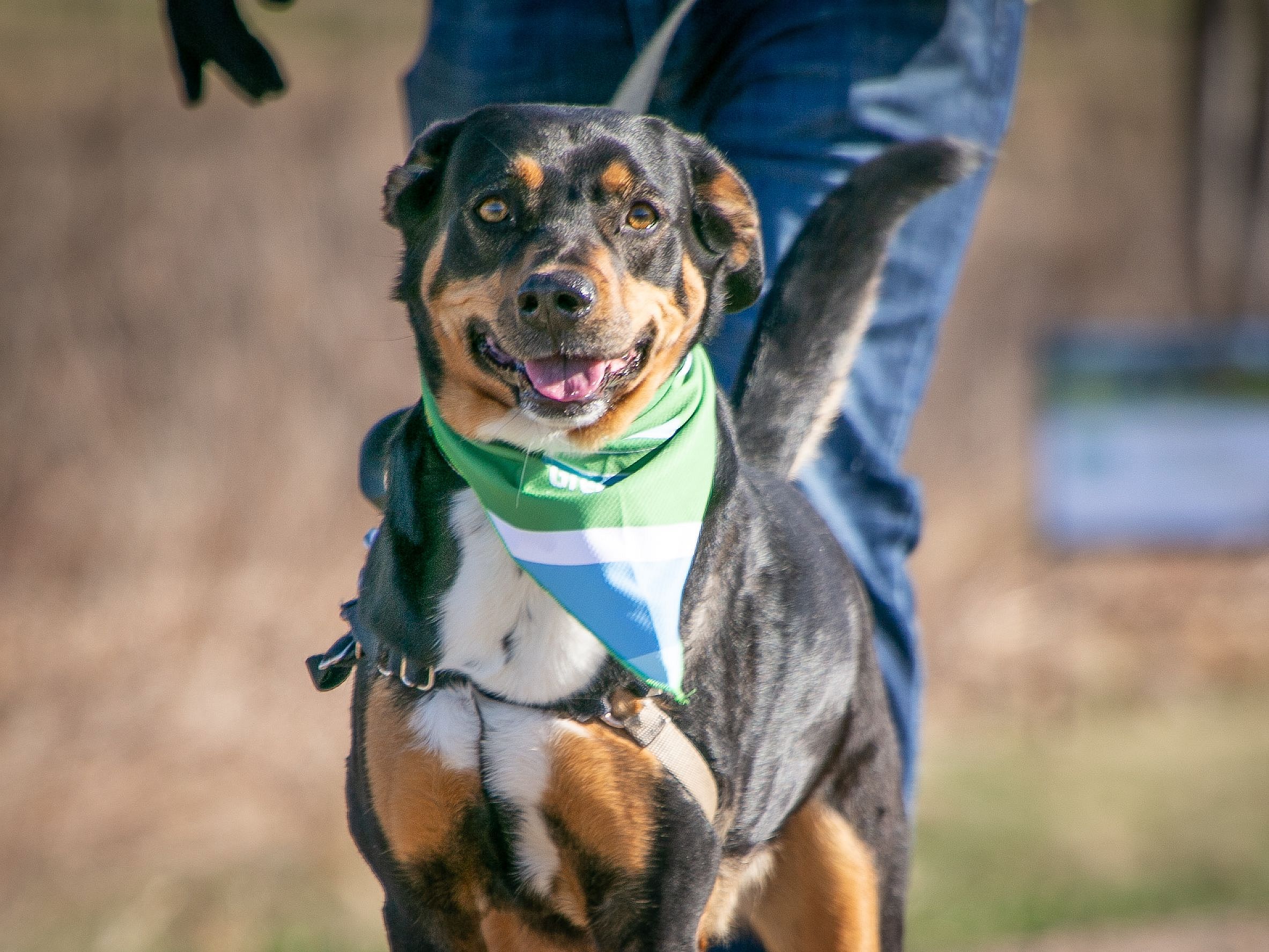 First Aid & CPR for Your Dog - August 14