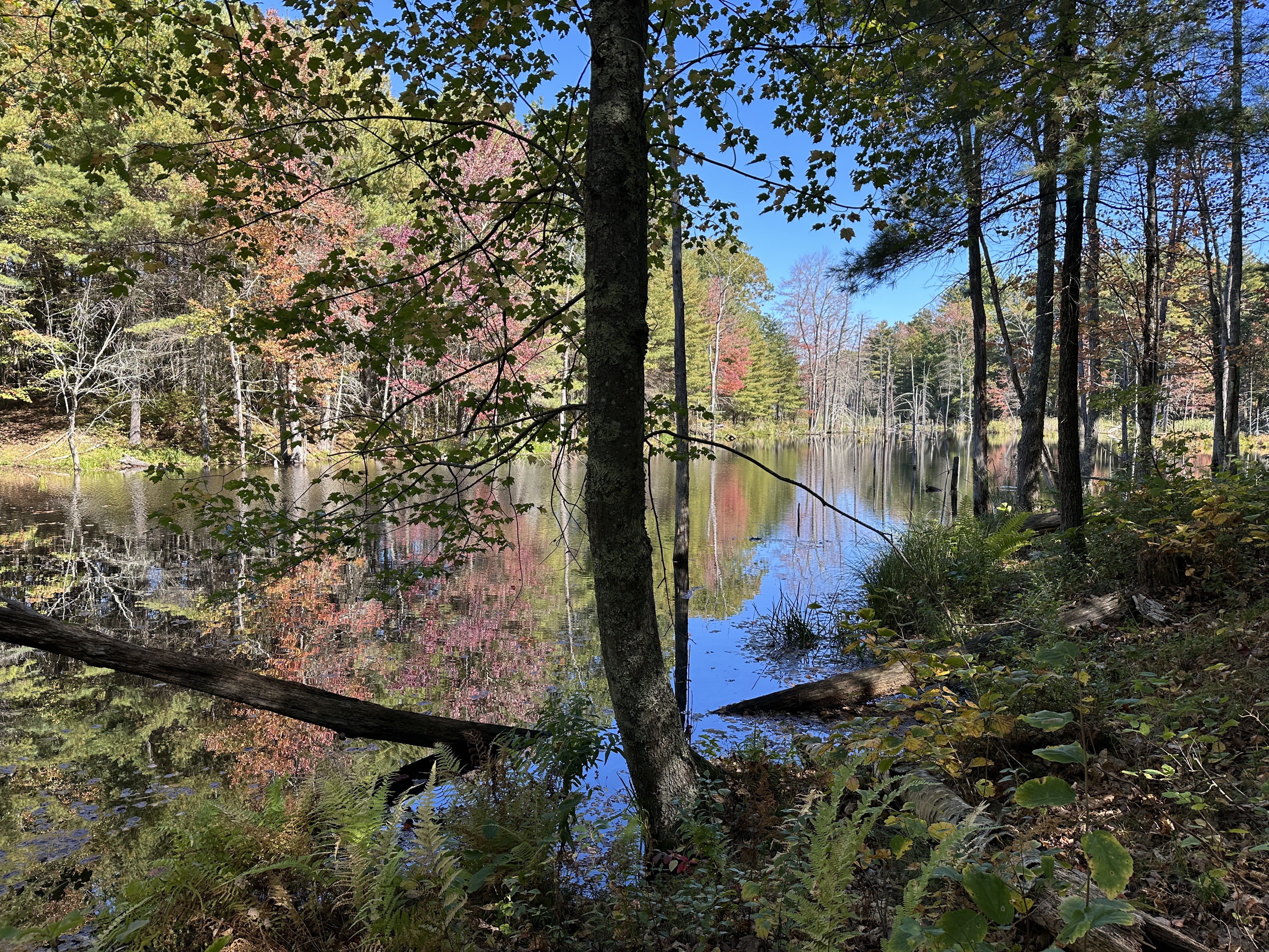 Let’s Hike Haverhill - Meadow Brook Conservation Area 